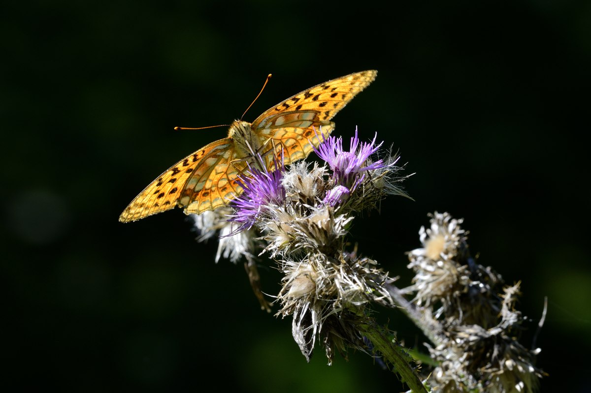 Conferma Argynnis paphia